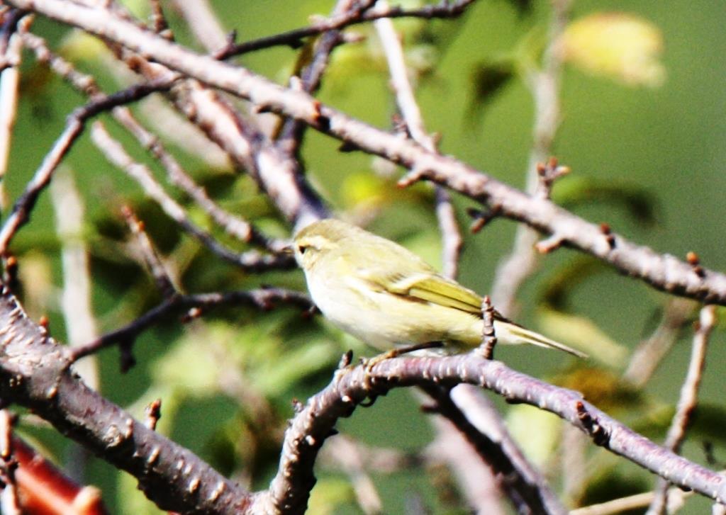 Gwaldam Bird Sanctuary
