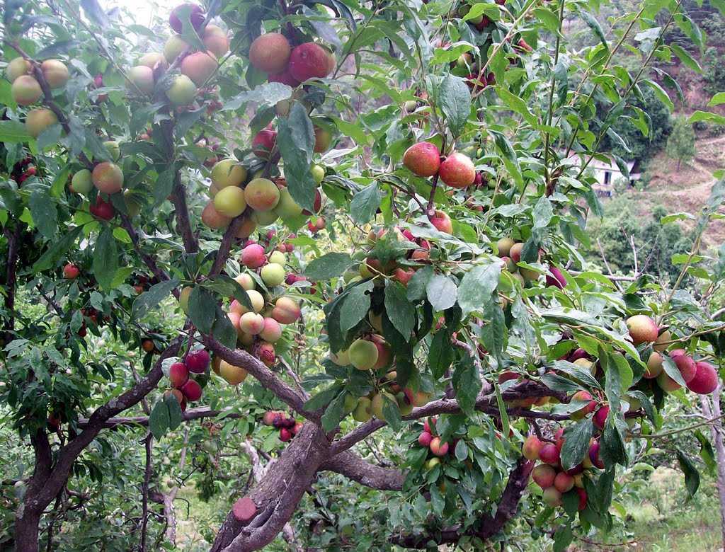 Ramgarh Fruit Orchards